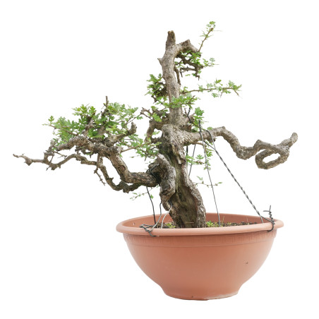 CRATAEGUS MONOGYNA E-2