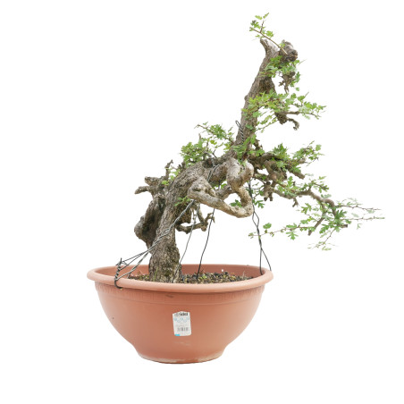 CRATAEGUS MONOGYNA E-2