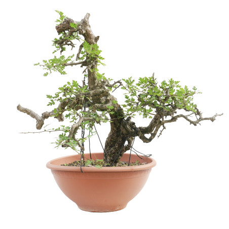 CRATAEGUS MONOGYNA E-2