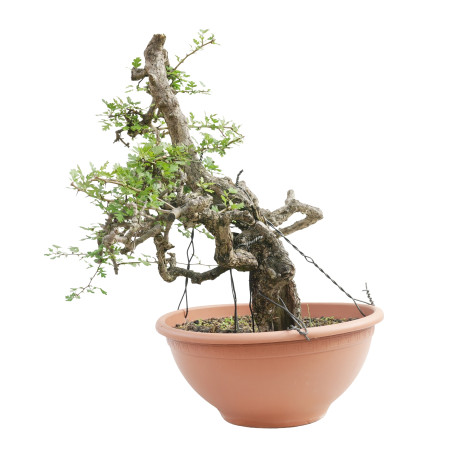 CRATAEGUS MONOGYNA E-2