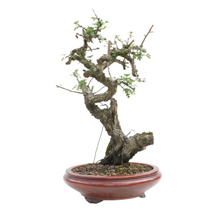 CRATAEGUS MONOGYNA E-1