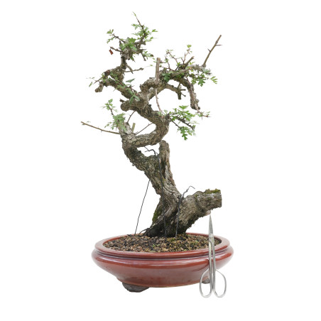 CRATAEGUS MONOGYNA E-1