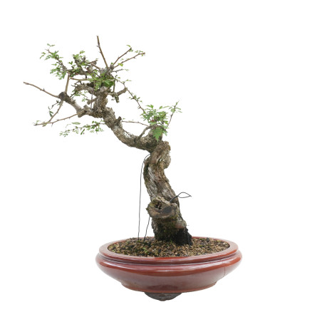 CRATAEGUS MONOGYNA E-1