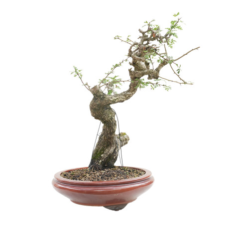 CRATAEGUS MONOGYNA E-1