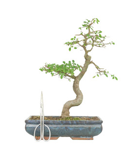 ULMUS PARVIFOLIA 15512