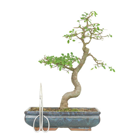 ULMUS PARVIFOLIA 15512