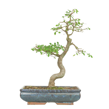 ULMUS PARVIFOLIA 15512