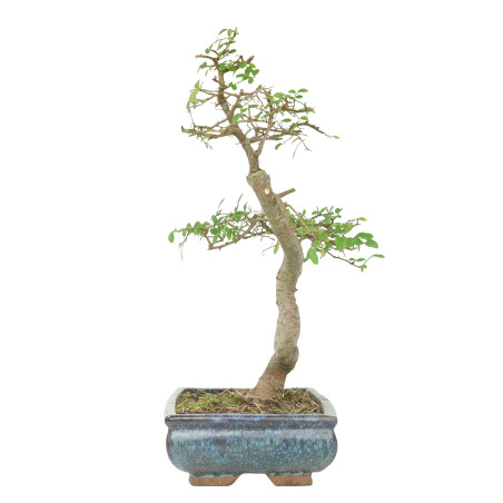 ULMUS PARVIFOLIA 15512