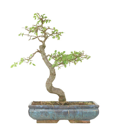 ULMUS PARVIFOLIA 15512