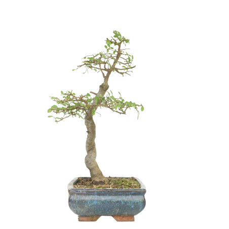 ULMUS PARVIFOLIA 15512