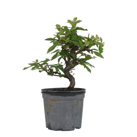 PRUNUS TOMENTOSA 15533