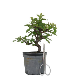 PRUNUS TOMENTOSA 15533