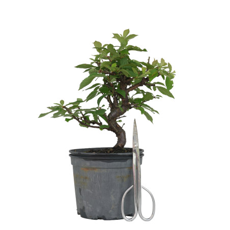 PRUNUS TOMENTOSA 15533