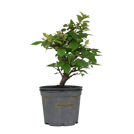 PRUNUS TOMENTOSA 15533