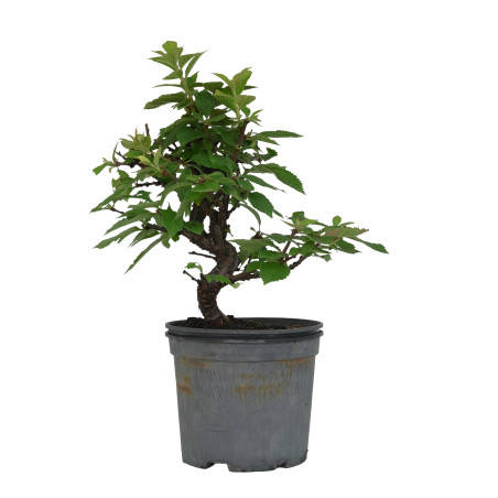 PRUNUS TOMENTOSA 15533