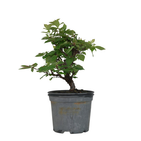 PRUNUS TOMENTOSA 15533