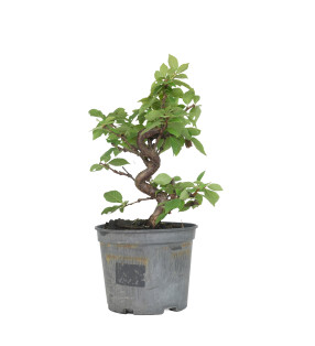 PRUNUS TOMENTOSA 15534