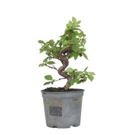 PRUNUS TOMENTOSA 15534