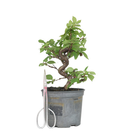 PRUNUS TOMENTOSA 15534