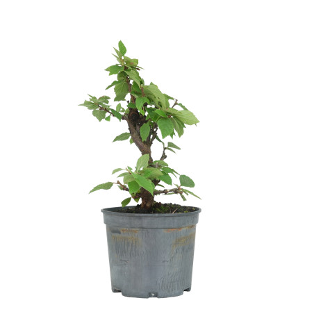 PRUNUS TOMENTOSA 15534