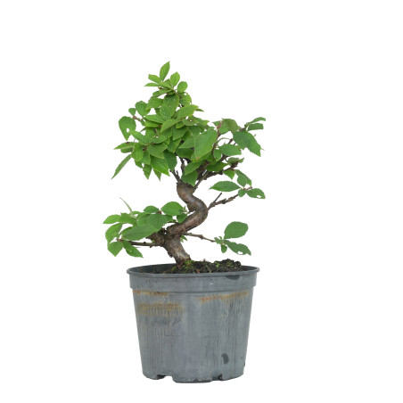 PRUNUS TOMENTOSA 15534