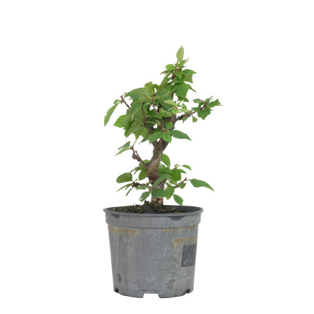 PRUNUS TOMENTOSA 15534