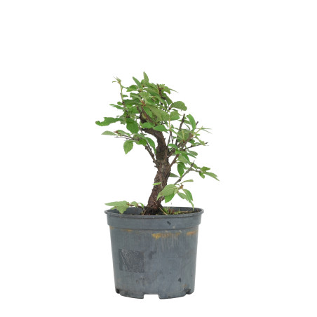 PRUNUS TOMENTOSA 15535