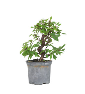 PRUNUS TOMENTOSA 15536