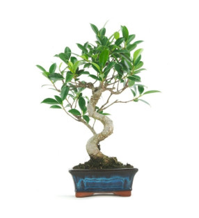 FICUS 6 AÑOS
