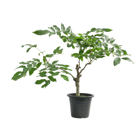 Wisteria floribunda "Flor roja"