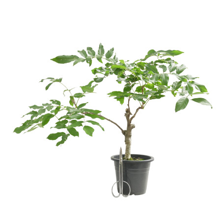 Wisteria floribunda "Flor roja"