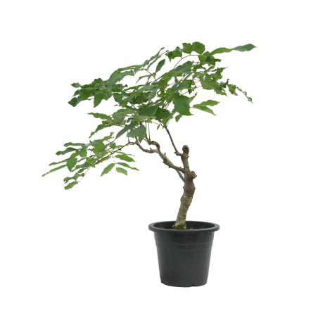 Wisteria floribunda "Flor roja"