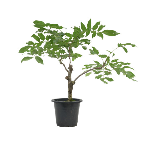 Wisteria floribunda "Flor roja"