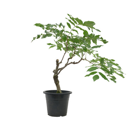 Wisteria floribunda "Flor roja"