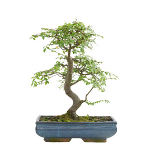 ULMUS PARVIFOLIA 15554