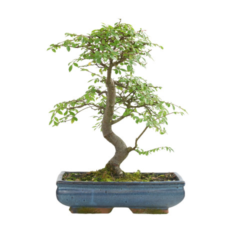 ULMUS PARVIFOLIA 15554