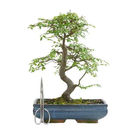 ULMUS PARVIFOLIA 15554