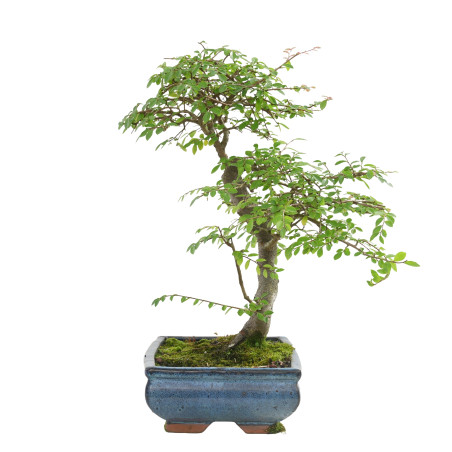 ULMUS PARVIFOLIA 15554