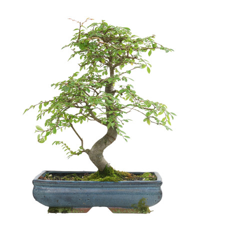 ULMUS PARVIFOLIA 15554