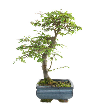 ULMUS PARVIFOLIA 15554