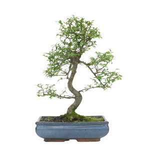 ULMUS PARVIFOLIA 15556