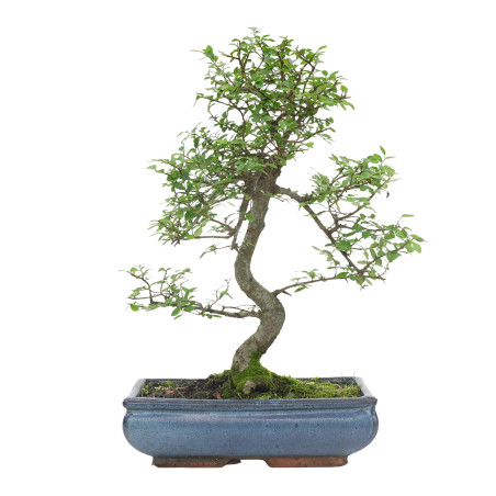 ULMUS PARVIFOLIA 15556