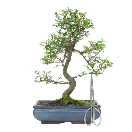 ULMUS PARVIFOLIA 15556