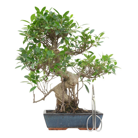 FICUS RETUSA 15635