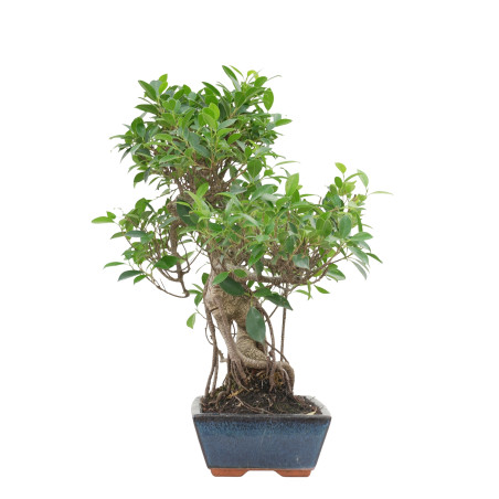 FICUS RETUSA 15635