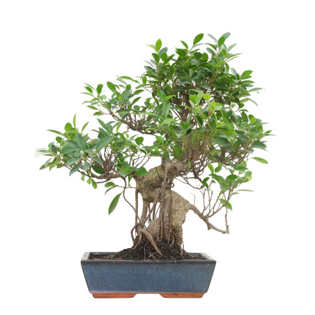 FICUS RETUSA 15635