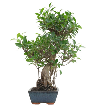 FICUS RETUSA 15635