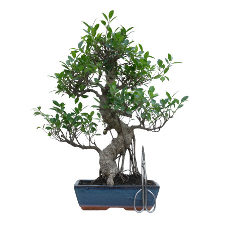 FICUS RETUSA 15633