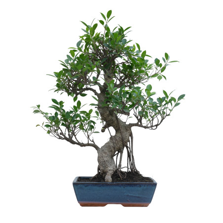 FICUS RETUSA 15633