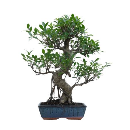 FICUS RETUSA 15633